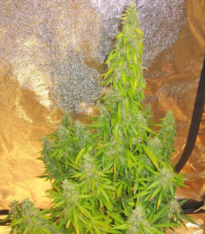 Семена сорта Rock Machine Auto fem (Doctor’s Choice)