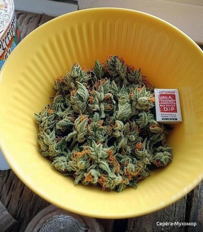 Семена сорта Green Crack Auto fem (FastBuds)