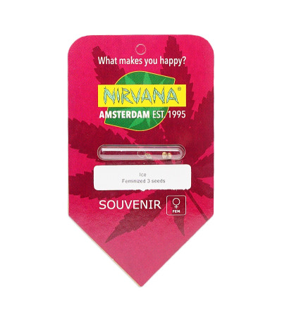 Семена сорта Ice fem (Nirvana Seeds)