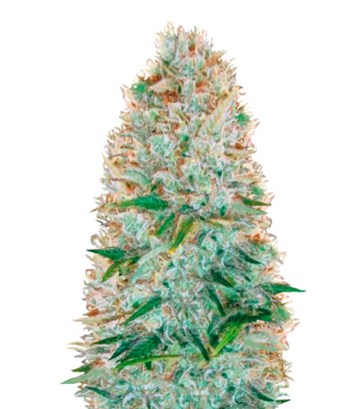 Семена сорта Critical fem (Victory Seeds)