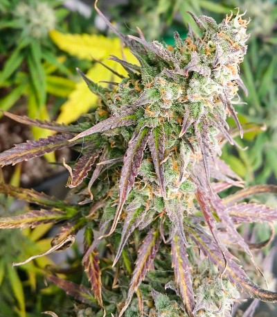 Семена сорта Auto Bruce Lemon Diesel fem (Dutch Passion)