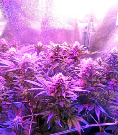 Семена сорта Chocolate Cream fem (00 Seeds)