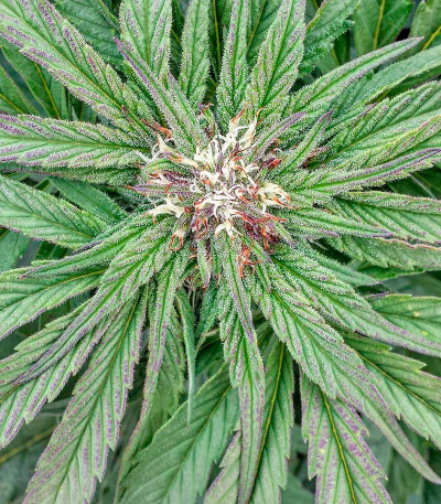 Семена сорта Master Kush fem (Humboldt Seeds)