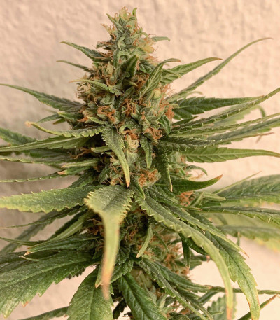 Семена сорта Orange Bud fem (Dutch Passion)