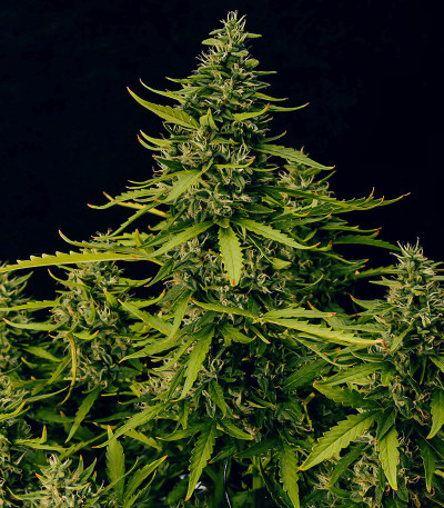 Семена сорта Amnesia Zkittlez Auto fem (FastBuds)