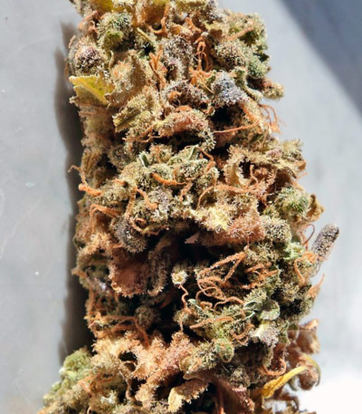 Семена конопли Cream Caramel (Sweet Seeds)