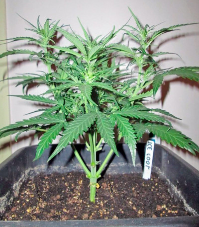 Семена сорта NYC Diesel Auto fem (Sweet Seeds)