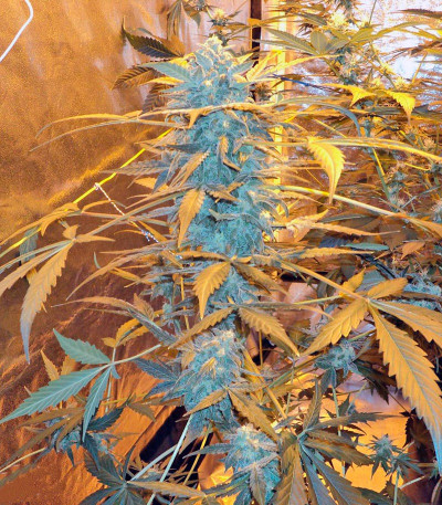 Семена сорта K-Train fem (Green House Seeds)