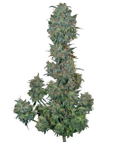 Семена сорта Sweet Special F1 Fast Version fem (Sweet Seeds)