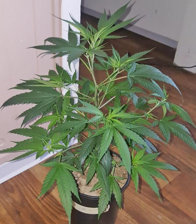 Семена сорта Kali & the Chocolate Factory fem (KFC Seeds)