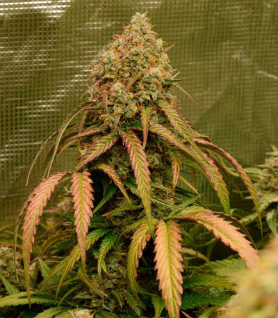 Семена сорта Bruce Banner Auto (Monster Genetics)