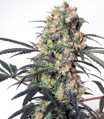 Семена сорта Passion Fruit fem