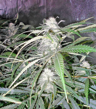 Семена сорта AK-47 fem (Serious Seeds)