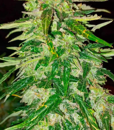 Семена сорта Also Know 47 Autoflower fem (Seedkeepers)