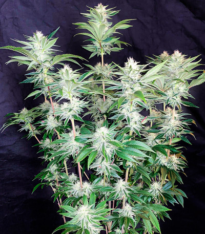 Семена сорта Bruce Banner fem (Семяныч)