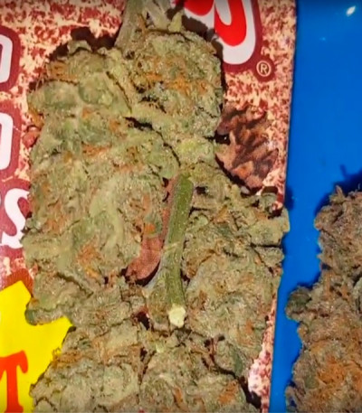 Семена сорта Bulk Smash Auto fem (Dr. Krippling Seeds)