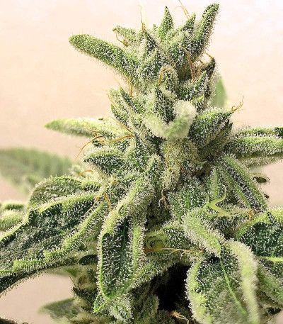 Семена сорта Lemon Garlic OG fem