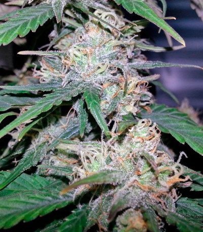 Семена сорта Fast Bud #2 Auto fem (Sweet Seeds)