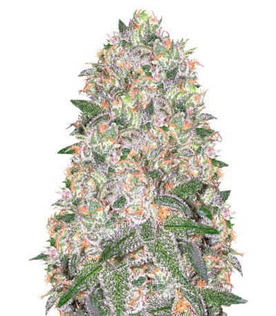 Семена сорта Vision Cookies fem (Vision Seeds)