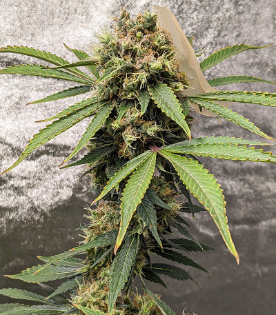 Семена сорта Auto Ak 2 fem (Семяныч)