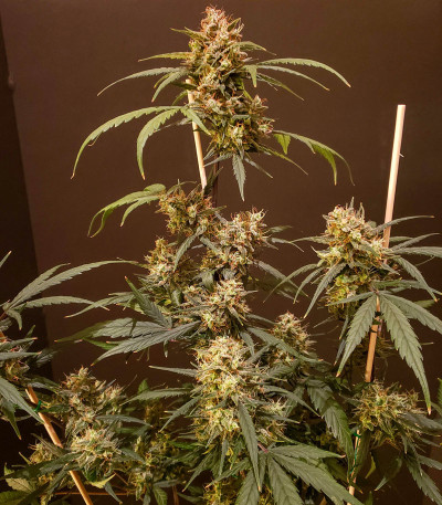 Семена сорта C4 auto fem