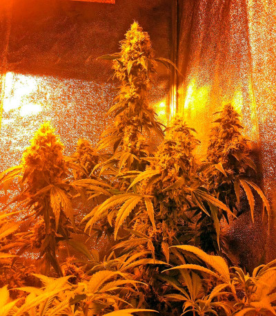 Семена сорта Hashberry reg (Mandala Seeds)