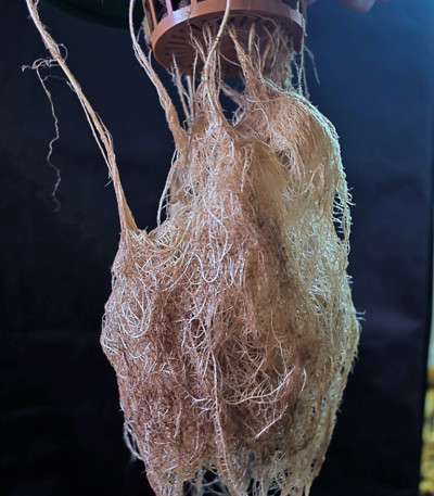 Сорт каннабиса Outlaw 