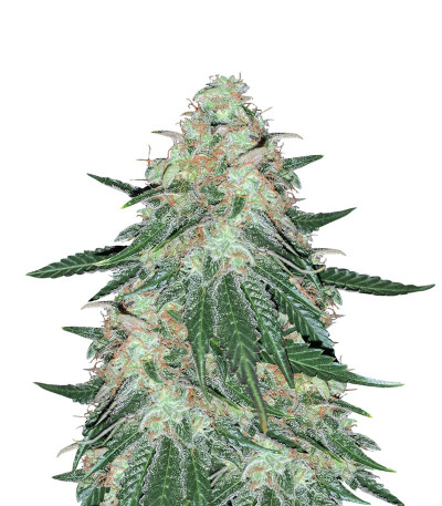 Семена сорта Sweet ZZ fem (RQS)