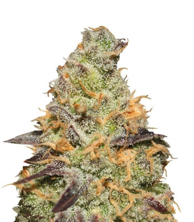 Семена сорта Blue Kush Berry fem (Paradise Seeds)