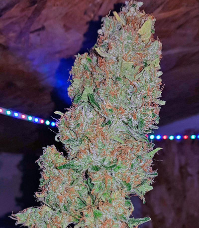 Семена сорта Sweet Trainwreck Auto fem (Sweet Seeds)