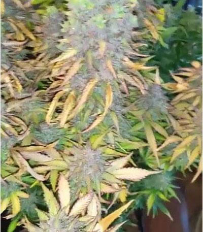 Семена сорта Auto Anesthesia fem (Pyramid Seeds)