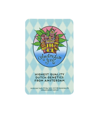 Семена конопли сорта White Widow