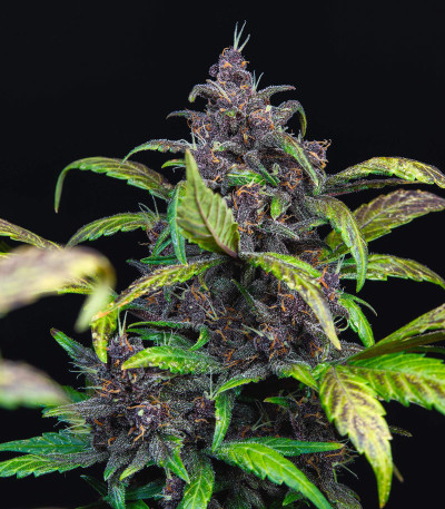 Семена сорта Auto Blackberry Kush fem (Dutch Passion)