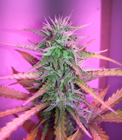 Семена сорта Kali Mist Auto fem (Семяныч)