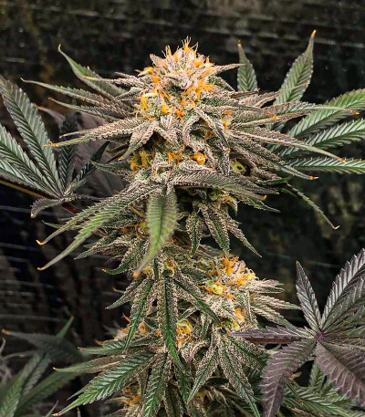 Семена сорта Dozy Breath fem (AlphaFem Seeds)