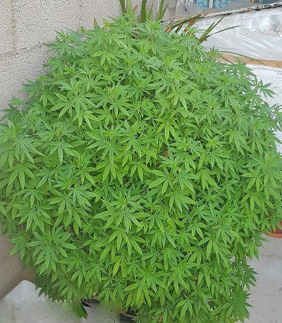 Семена сорта Grand Master Kush reg (Sumo Seeds)