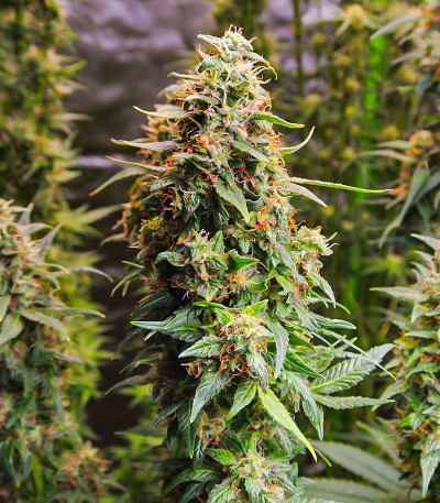 Семена сорта Monster Zkittles (Monster Genetics)