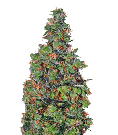 Семена сорта Membrana Hiper Auto fem (VIP seeds)