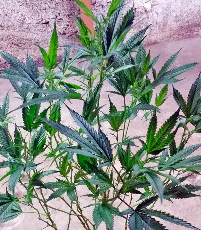 Семена сорта Brazil Amazonia fem (World of Seeds)