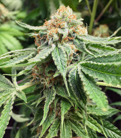 Семена сорта Godzilla Original Glue GG#4 fem (Herbies Seeds)