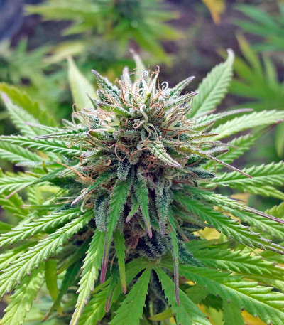 Семена сорта Northern Lights reg (Nirvana Seeds)