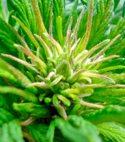 Семена сорта Thai Fantasy Max Auto fem