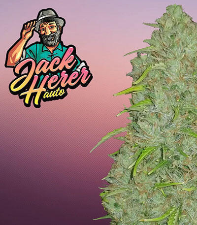 Семена сорта Original Jack Herer Auto fem (FastBuds)