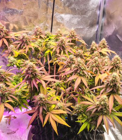 Семена сорта Caramelo Early Version fem (Delicious Seeds)