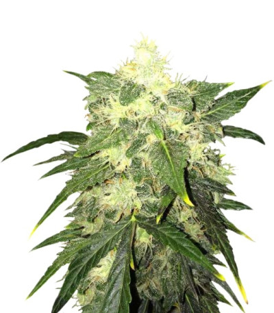 Семена сорта OG Kush Automatic fem (Nirvana Seeds)