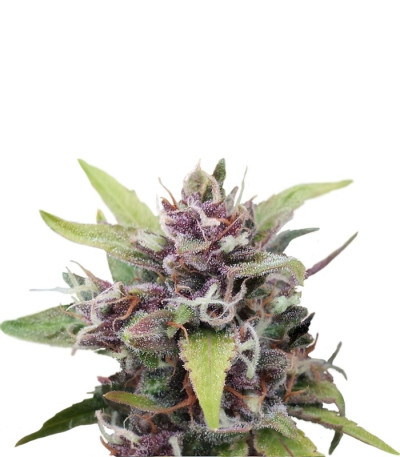 Семена сорта Purple Ryder #2 auto fem (Joint Doctor)