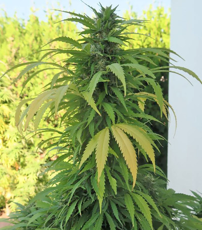 Семена сорта Buddha Kraken fem (Buddha Seeds)