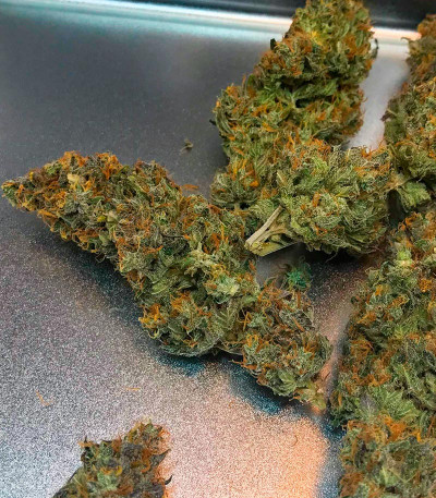 Семена сорта Choco Thai Auto fem (Herbies Seeds)