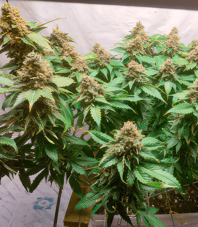 Семена сорта Glue Sherbert fem (AlphaFem Seeds)