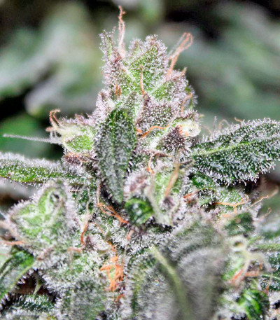 Семена сорта Jock Horror fem (Nirvana Seeds)